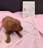 Jessie 💛, a female Poodle - Miniature  for sale in Meta, MO – 10 of 10