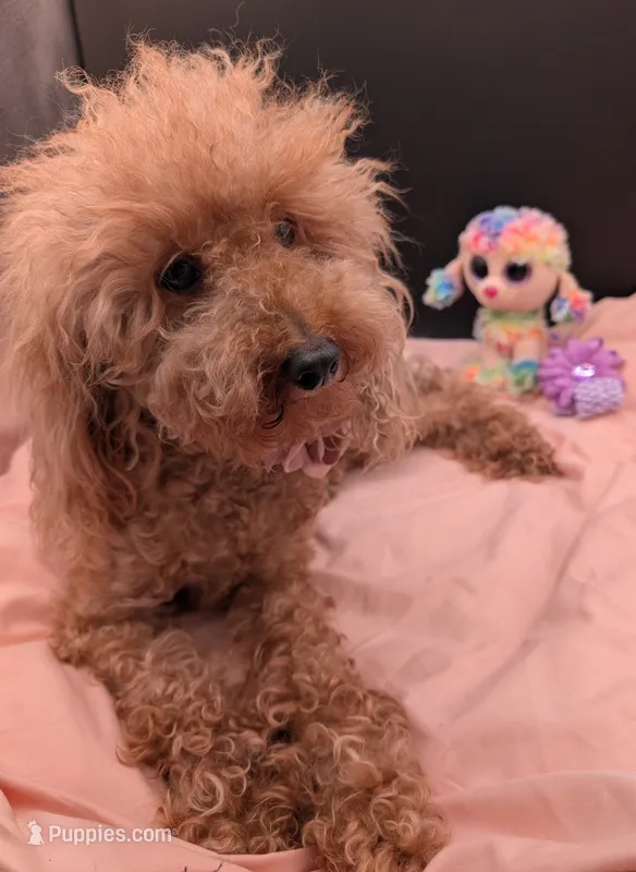 Scarlet Retired AKC Registered  – Poodle - Miniature  puppy for sale in Meta, MO
