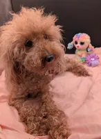 Scarlet Retired AKC Registered , a female Poodle - Miniature  for sale in Meta, MO – 1 of 10