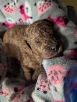 Bo Peep 🩷, a female Poodle - Miniature  for sale in Meta, MO – 1 of 10