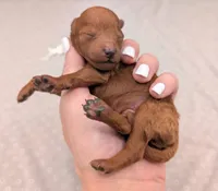 Cal 🤍, a male Poodle - Miniature  for sale in Meta, MO – 4 of 10