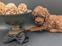 Woody 🤎, a male Poodle - Miniature  for sale in Meta, MO – 9 of 10