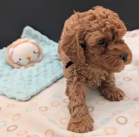 Pompadour 🖤, a male Poodle - Toy  for sale in Meta, MO – 6 of 10