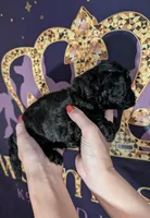 Rafiki 🖤, a male Poodle - Miniature  for sale in Meta, MO – 8 of 10