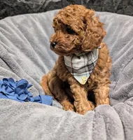Caleb 🩵, a male Poodle - Miniature  for sale in Meta, MO – 2 of 10