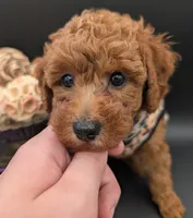Grape 🍇, a female Poodle - Toy  for sale in Meta, MO – 3 of 10