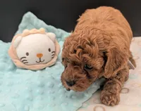 Mohawk 🩶, a male Poodle - Toy  for sale in Meta, MO – 4 of 10
