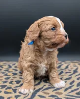 Jaxin 🩵, a male Cavapoo for sale in Meta, MO – 5 of 10