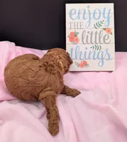 Jessie 💛, a female Poodle - Miniature  for sale in Meta, MO – 2 of 10