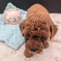 Mohawk 🩶, a male Poodle - Toy  for sale in Meta, MO – 10 of 10