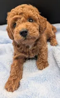 Abel 🤎, a male Poodle - Miniature  for sale in Meta, MO – Photo 9 of 10
