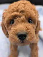 Abel 🤎, a male Poodle - Miniature  for sale in Meta, MO – Photo 5 of 10