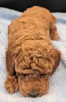 Abel 🤎, a male Poodle - Miniature  for sale in Meta, MO – Photo 6 of 10