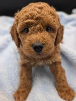 Abel 🤎, a male Poodle - Miniature  for sale in Meta, MO – Photo 2 of 10