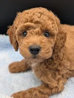 Abel 🤎, a male Poodle - Miniature  for sale in Meta, MO – Photo 3 of 10