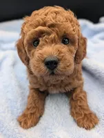 Abel 🤎, a male Poodle - Miniature  for sale in Meta, MO – Photo 4 of 10