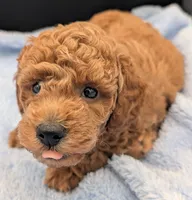 Abel 🤎, a male Poodle - Miniature  for sale in Meta, MO – Photo 7 of 10