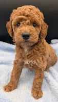 Abel 🤎, a male Poodle - Miniature  for sale in Meta, MO – Photo 1 of 10