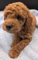 Abel 🤎, a male Poodle - Miniature  for sale in Meta, MO – Photo 10 of 10