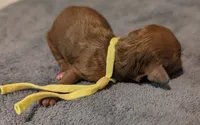 Banana 🍌, a male Poodle - Toy  for sale in Meta, MO – 7 of 10