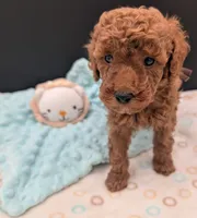 All Spice 🤎, a male Poodle - Toy  for sale in Meta, MO – 8 of 10