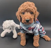 Buzz 🤍, a male Poodle - Miniature  for sale in Meta, MO – 7 of 10
