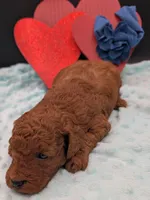 Caleb 🩵, a male Poodle - Miniature  for sale in Meta, MO – 8 of 10