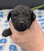 Adam 💚, a male Poodle - Miniature  for sale in Meta, MO – Photo 2 of 10