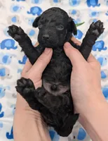 Adam 💚, a male Poodle - Miniature  for sale in Meta, MO – Photo 7 of 10