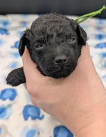 Adam 💚, a male Poodle - Miniature  for sale in Meta, MO – Photo 3 of 10