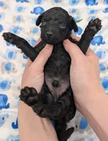 Adam 💚, a male Poodle - Miniature  for sale in Meta, MO – Photo 8 of 10