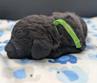 Adam 💚, a male Poodle - Miniature  for sale in Meta, MO – Photo 5 of 10