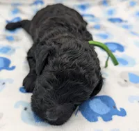 Adam 💚, a male Poodle - Miniature  for sale in Meta, MO – Photo 4 of 10