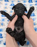 Adam 💚, a male Poodle - Miniature  for sale in Meta, MO – Photo 6 of 10