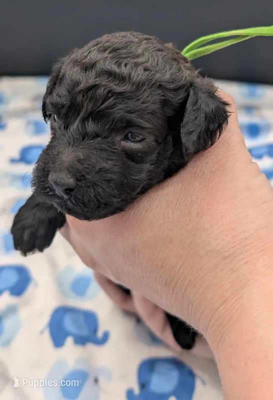 Adam 💚 – Poodle - Miniature  puppy for sale in Meta, MO