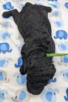 Adam 💚, a male Poodle - Miniature  for sale in Meta, MO – Photo 9 of 10