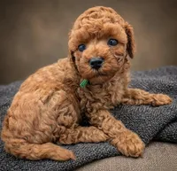 Shaggy 💚, a male Poodle - Toy  for sale in Meta, MO – Photo 2 of 10