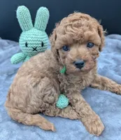 Shaggy 💚, a male Poodle - Toy  for sale in Meta, MO – Photo 8 of 10