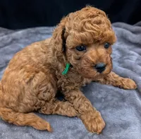 Shaggy 💚, a male Poodle - Toy  for sale in Meta, MO – Photo 6 of 10