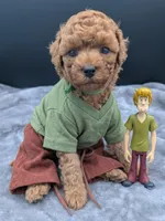 Shaggy 💚, a male Poodle - Toy  for sale in Meta, MO – Photo 4 of 10