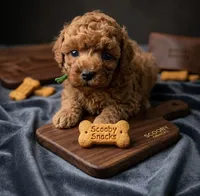 Shaggy 💚, a male Poodle - Toy  for sale in Meta, MO – Photo 7 of 10