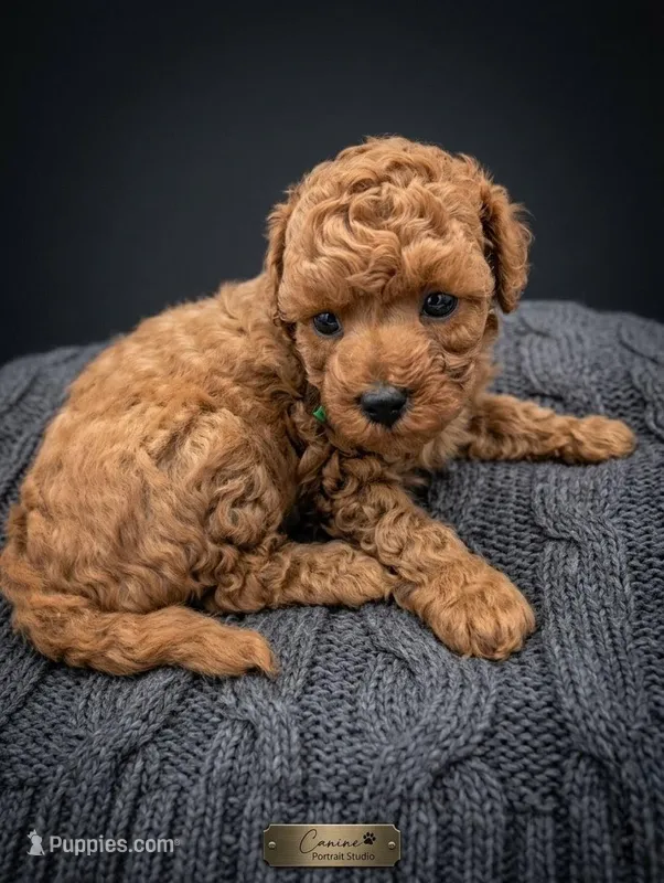 Shaggy 💚 – Poodle - Toy  puppy for sale in Meta, MO
