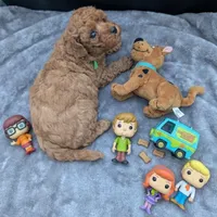 Shaggy 💚, a male Poodle - Toy  for sale in Meta, MO – Photo 10 of 10