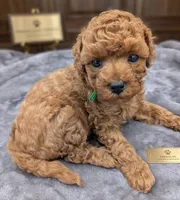 Shaggy 💚, a male Poodle - Toy  for sale in Meta, MO – Photo 3 of 10