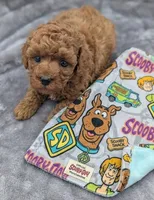 Shaggy 💚, a male Poodle - Toy  for sale in Meta, MO – Photo 5 of 10