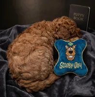 Shaggy 💚, a male Poodle - Toy  for sale in Meta, MO – Photo 9 of 10