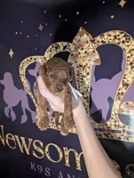 Watermelon 🍉, a female Poodle - Toy  for sale in Meta, MO – 10 of 10