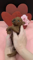 Sophia 🩷, a female Poodle - Miniature  for sale in Meta, MO – 6 of 10