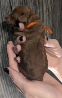Pumpkin 🧡, a female Poodle - Toy  for sale in Meta, MO – 9 of 10