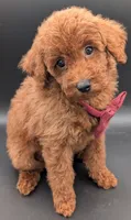 Cinnamon ♥️, a female Poodle - Toy  for sale in Meta, MO – 4 of 10